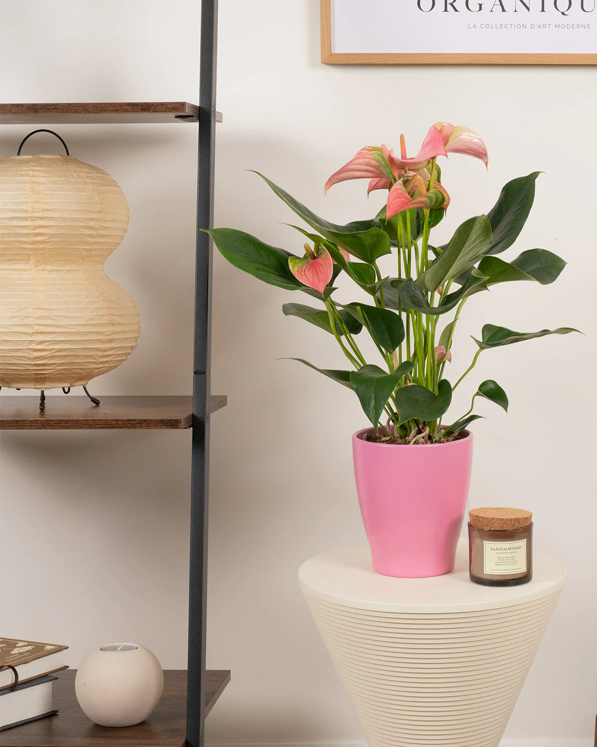 Plants for Bedrooms