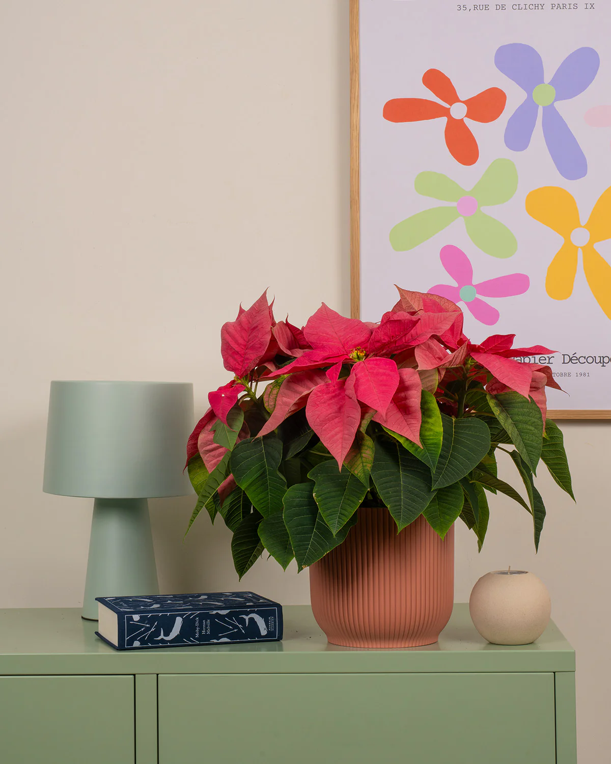 Christmas Trees & Plants